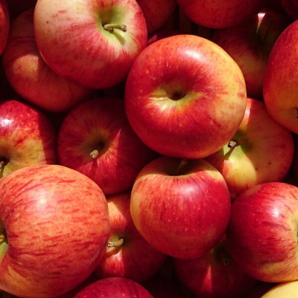 Organic apples