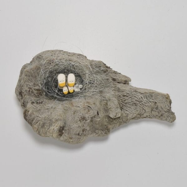 driftwood