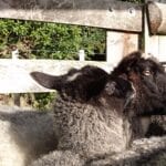 stay in our accommodation visit our Gotland sheep
