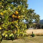 organic lemons Motueka Valley