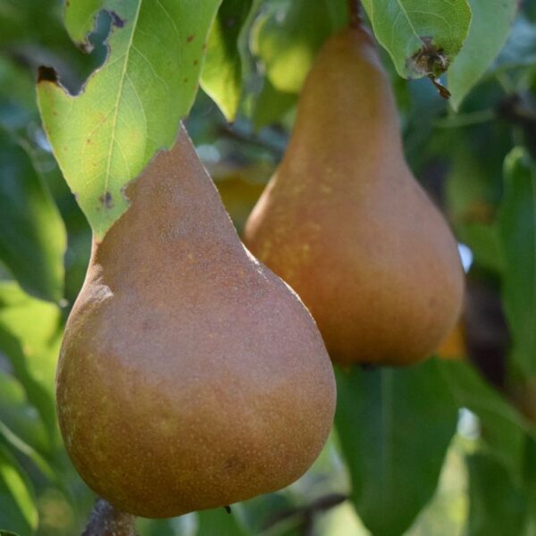 Organic Produce Cherry Homestead Pear