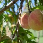 Organic peaches Motueka Valley