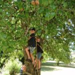 pear tree climbing kids