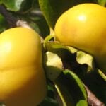 Organic persimmon produce