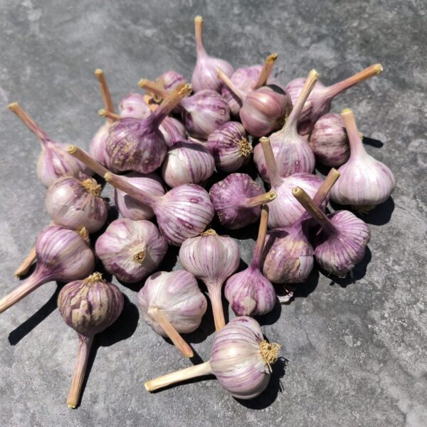 Organic Garlic Mixed Sizes 500g