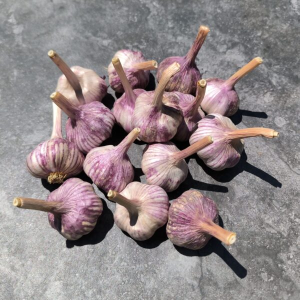Organic Garlic Seed Bulbs