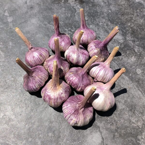 Organic Garlic Seed Bulbs 60-70mm